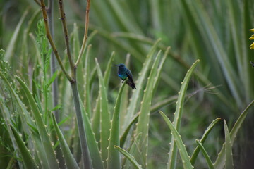 Colibrí sobre sábila © Juan