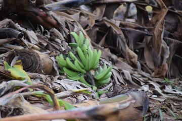 Bananas verdes