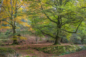 Fototapeta premium Bosque en otoño.