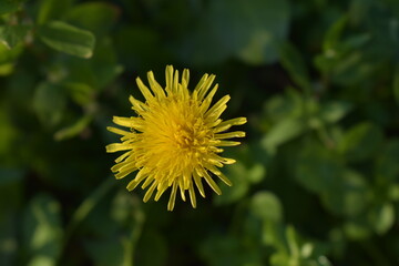 Yellow dandelion flower