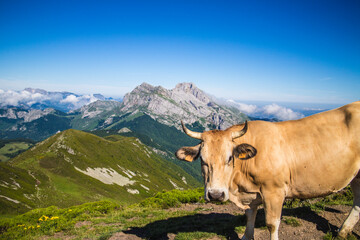 Fototapeta na wymiar Vaca en picos de europa