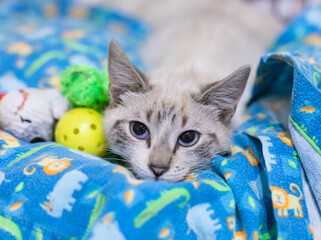 Kitten on a Cat Bed with Toys Waiting for Adoption at a Shelter