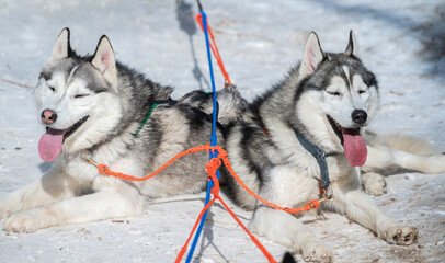 Siberian Husky dogs in winter season of Siberia, Russia. Siberian Husky is a working dog breed for sled-pulling, guarding etc.