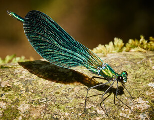 Fly insect.