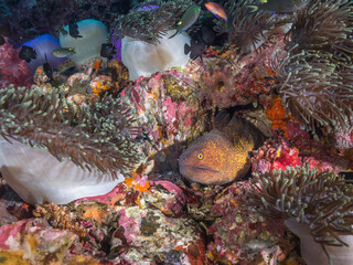 Yellow edged moray lurking in a crack of rock (Mergui archipelago, Myanmar)