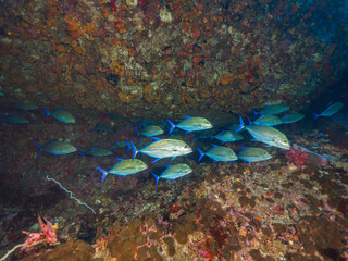 Schooling Bluefin trevally under a boulder rock (Mergui archipelago, Myanmar)