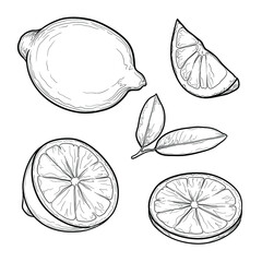Set of lemons. Citrus fruit drawing. Isolated vector illustration.