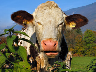 Ruralité française : vache au pré