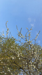 branches of a blossoming fruit tree, against the blue sky. spring nature background