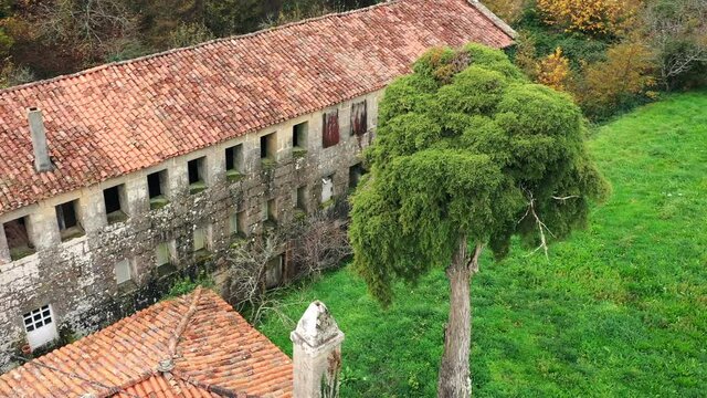 Beautiful Old Green Tree Next to Abandoned Building Aerial Drone Orbit