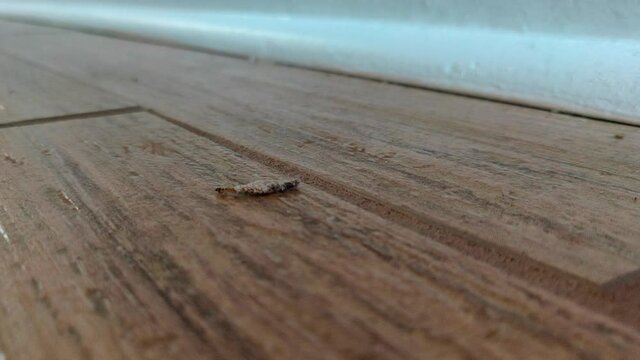 Plaster Bagworm close up moving on the floor
