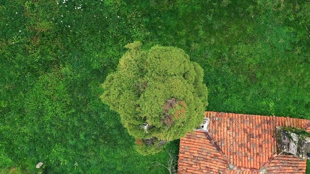 Aerial Top Down Ascending View. Green, Lush Incense Tree Next House.