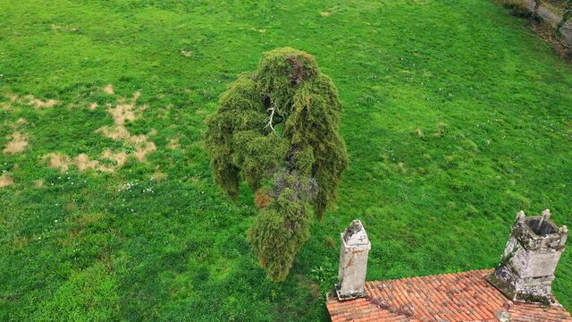 Boswellia Incense Tree in Green Field. High Angle Aerial Orbit.