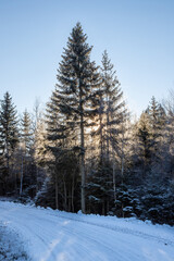 Fototapeta premium Forest backlit by the sun on a cold winter day in Sweden, Scandinavia. The bend of a dirt road in the foreground