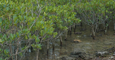 Mangrove trees in the water on a tropical island