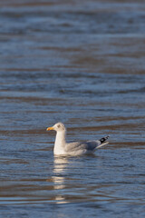 Sea gull swimming in rapid water. Sunshine illuminating the face of the bird