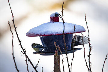bird on a feeder