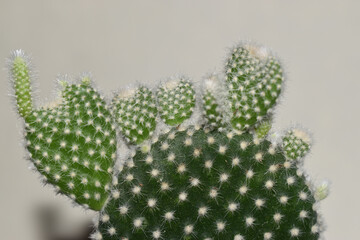 cactus with thorns close-up