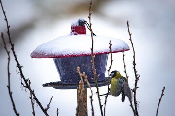 bird on a feeder