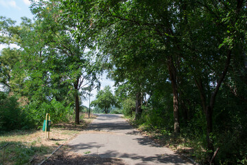 An asphalt path in the forest, public park, green leaves, trees and plants, with trash bins on the side. 