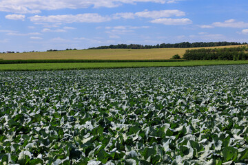 Field with cabbage summer