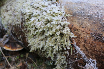 frozen moss on a tree. the frost on the plants