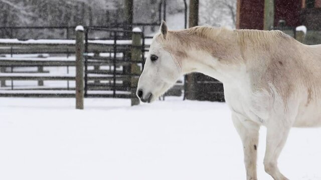Horse Walking in the Snow