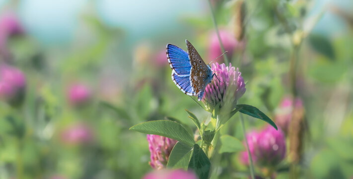 Adonis blue butterfly on clover flower ready to fly on spring summer meadow. A picturesque colorful image with a soft focus. Beautiful spring-summer picture for a good mood. 