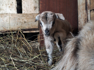 Newborn baby goat in the barn