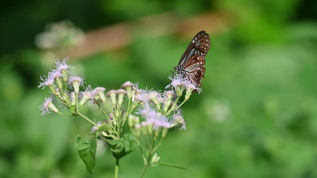 Dark Blue Glassy Tiger, Ideopsis vulgaris macrina, Butterfly, Kaeng Krachan National Park, Thailand, 4K Footage; on the right side of the flower moving with the wind then it flies away to the left.