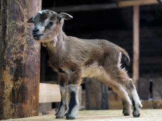 Newborn baby goat in the barn