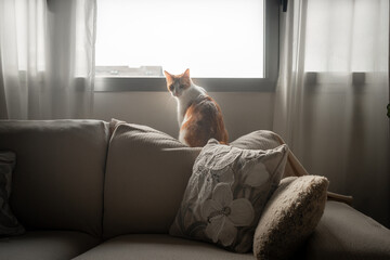 brown and white cat with yellow eyes sitting on a sofa by the window, looks back