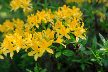 yellow rhododendrons in the wild