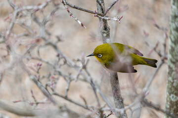 梅の木にとまるメジロ