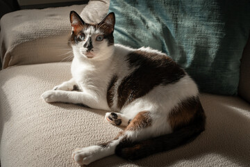 black and white cat with blue eyes lying on the sofa, looks up