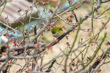 梅の木にとまるメジロ