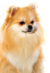Pomeranian on a white background close-up. A dog. Pomeranian isolate