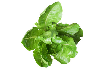 Top view Green lettuce isolated on white background with clipping path.