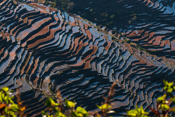 watered terrace field in sunset