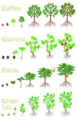 Set of growth cycles of plants drinks on a white background.