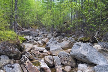 Fototapeta premium Mountain stream in the primeval taiga forest. Bureya Nature Reserve. Khabarovsk Krai, far East, Russia.