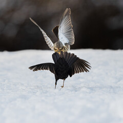 Fieldfare Thrush a winter migrant from Scandinavia and Blackbird fighting over food in the winter snow in Yorkshire England UK 