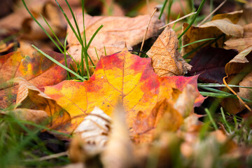 autumn leaves on the ground