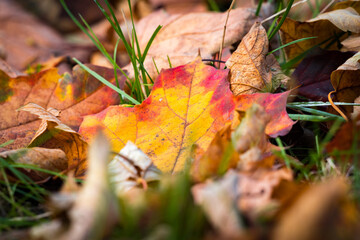 fallen autumn leaves during sunny day