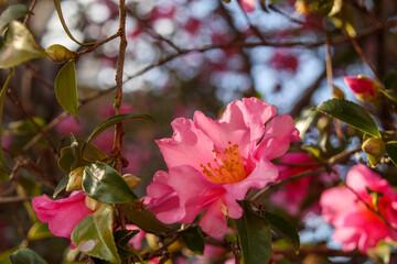 ピンク色のサザンカ