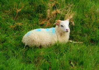 Obraz premium Icelandic goat on the grass field with painted blue mark