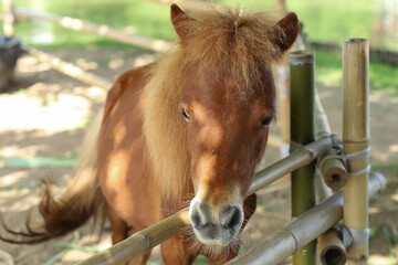 Close up view of face of a brown horse standing in the stall