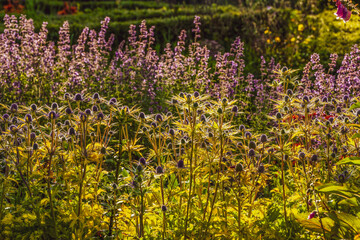 Eryngium x zabelii ‘Neptune’s Gold’  PBR   with nepeta behind © Susie