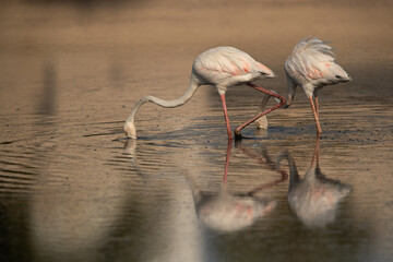 Fototapeta na wymiar A pair of Greater Flamingos feeding with reflection on water at Tubli bay in the morning, Bahrain