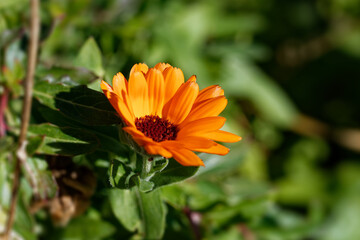Sunny photo of orange flower